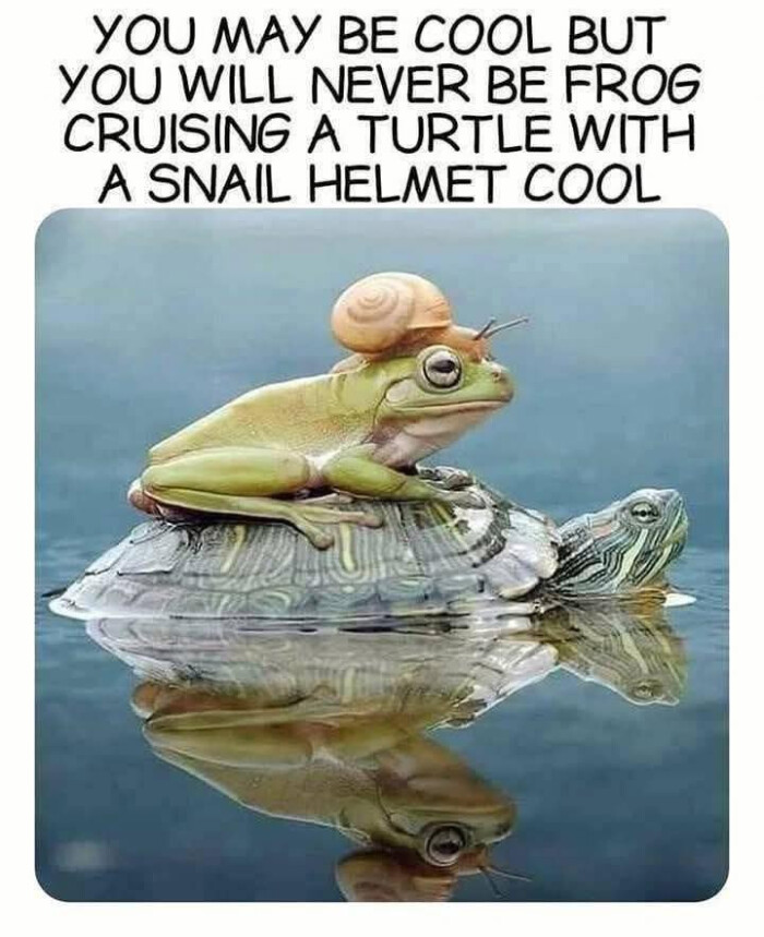 YOU MAY BE COOL BUT WILL NEVER FROG CRUISING A TURTLE WITH SNAIL HELMET