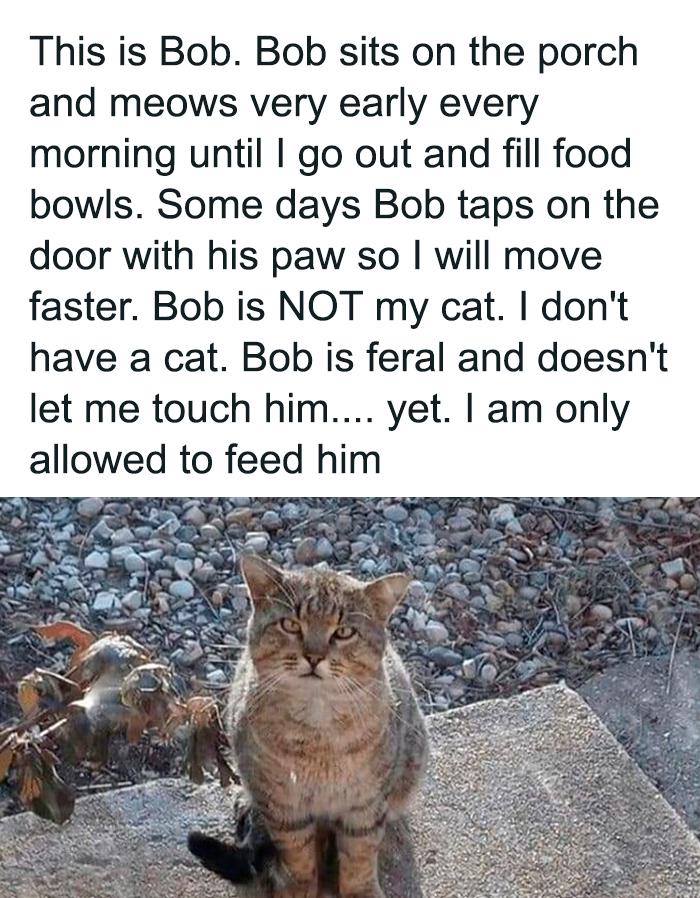 This is Bob. Bob sits on the porch and meows very early every morning until I go out fill food bowls. Some days taps door with his paw so will move faster. NOT my cat. don't have a feral doesn't let me touch him.... yet. am only allowed to feed him