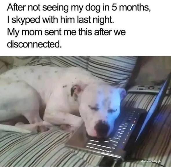 After not seeing my dog in 5 months, I skyped with him last night. My mom sent me this after we disconnected.