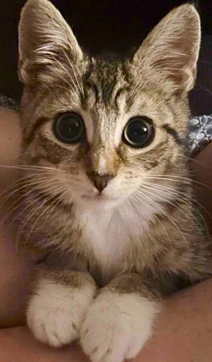 Meme by catsoncatnip