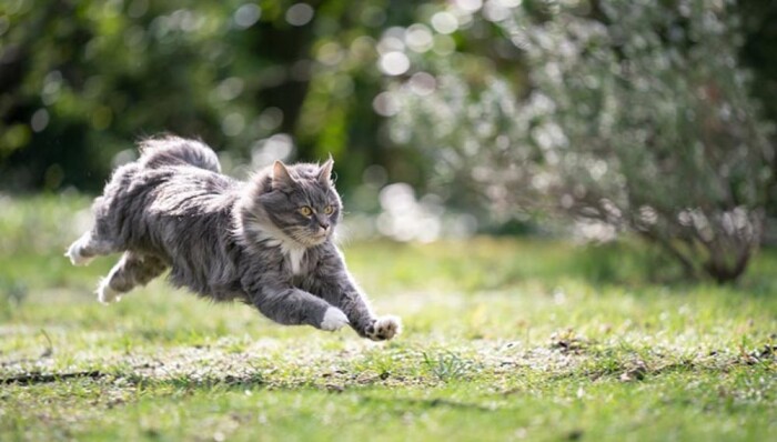 Share Your Cat’s Best “Zoomie” Moment Caught on Camera