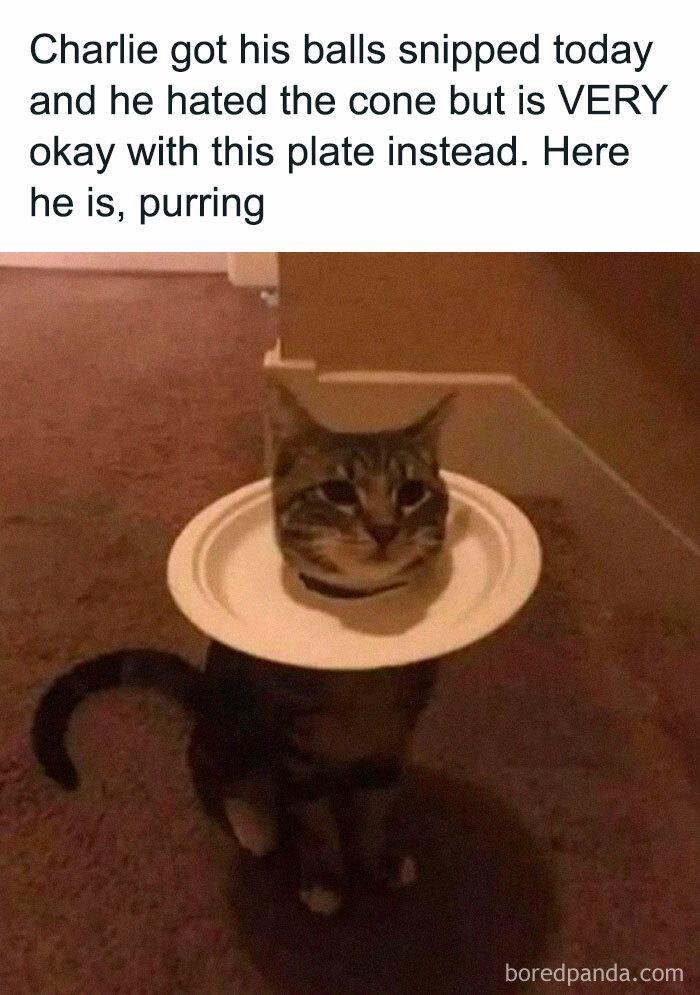 Charlie got his balls snipped today and he hated the cone but is VERY okay with this plate instead. Here is, purring boredpanda.com