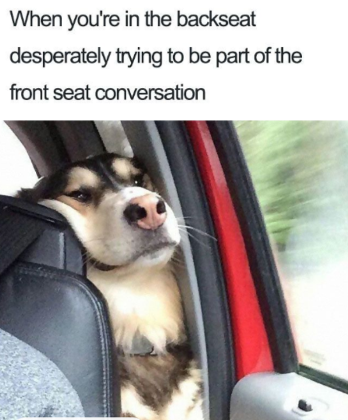 Meme by wholesomedoggos