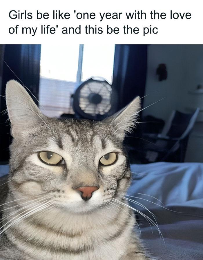 Meme by catsoncatnip