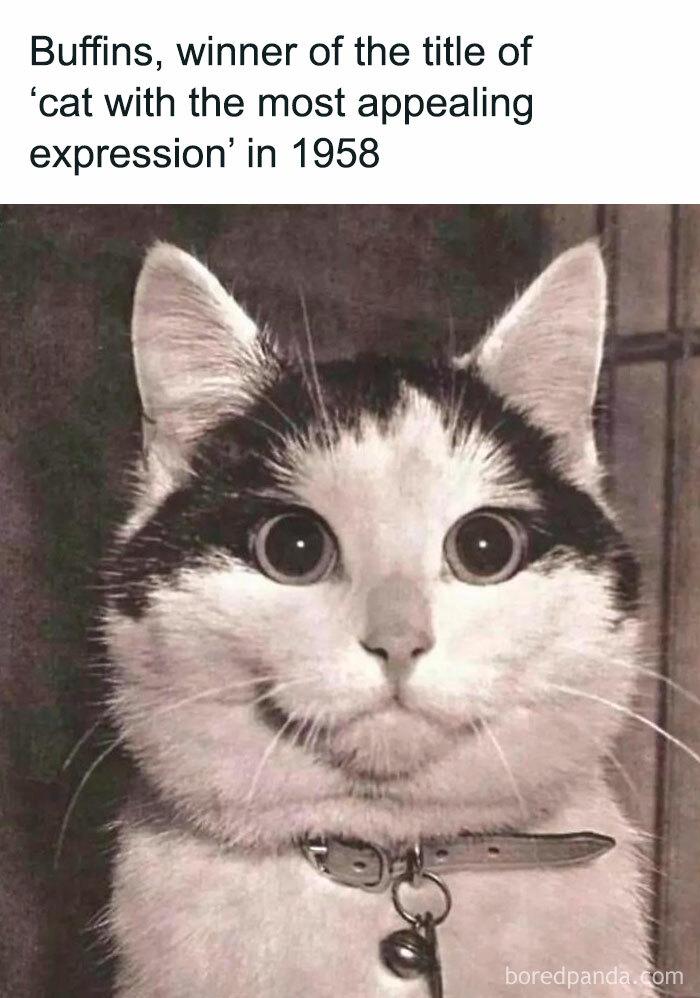 Meme by postyourcats