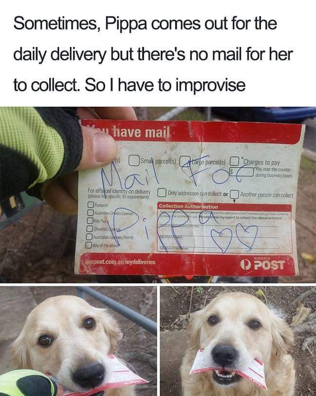 Sometimes, Pippa comes out for the daily delivery but there's no mail her to collect. So I have improvise * Small parcells) sel identity on targe parcel(s) "Charges pay Dry over counties J dingtusresshars Only addressee ten collect or ( Another person can colect Collection Autho POST