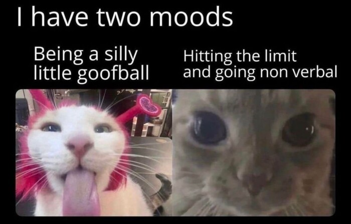 Meme by postyourcats