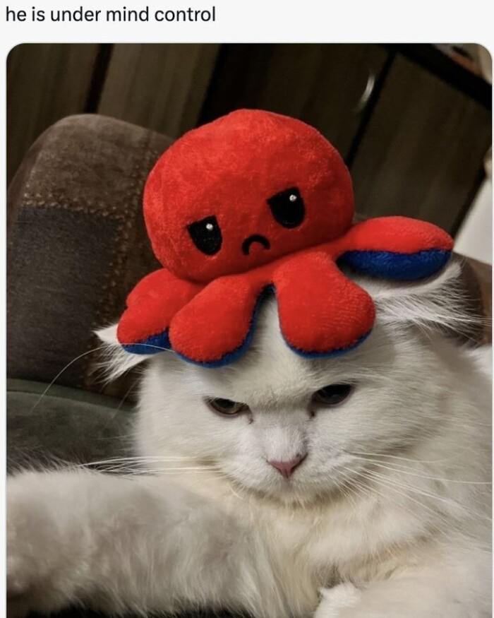 Meme by catsoncatnip