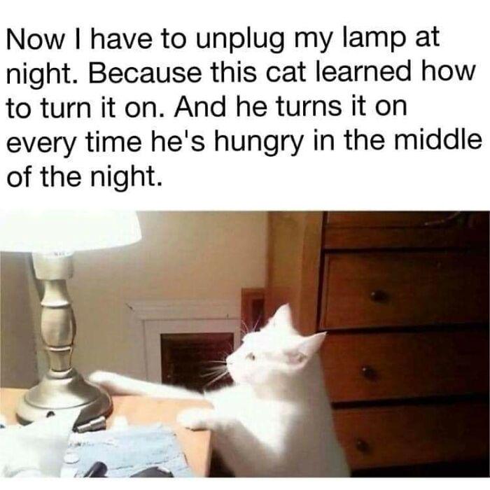 Meme by gargoyle