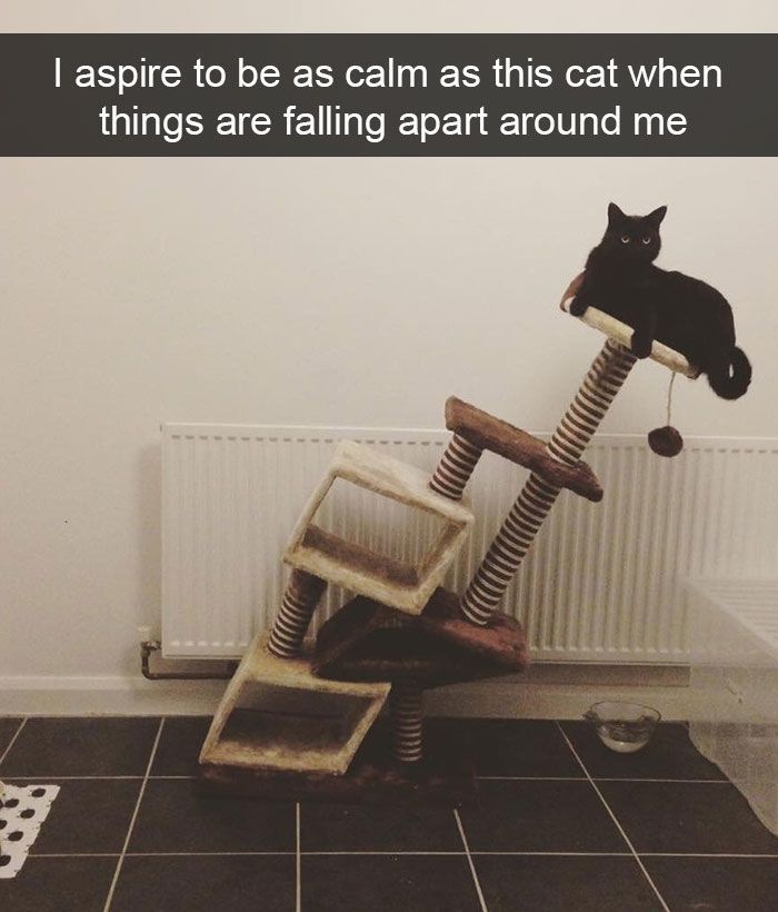 Meme by catsoncatnip