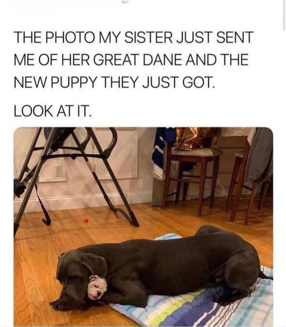THE PHOTO MY SISTER JUST SENT ME OF HER GREAT DANE AND NEW PUPPY THEY GOT. LOOK AT IT.