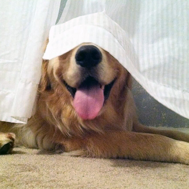 Post a Photo of Your Dog’s Best “Hiding Spot”