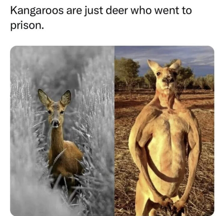 Kangaroos are just deer who went to prison.